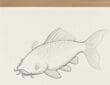 Detailed pencil sketch of a koi fish with added scales, fin texture, and refined body details