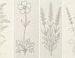simple wildflower drawing ideas with easy pencil sketches of various wildflowers for beginners