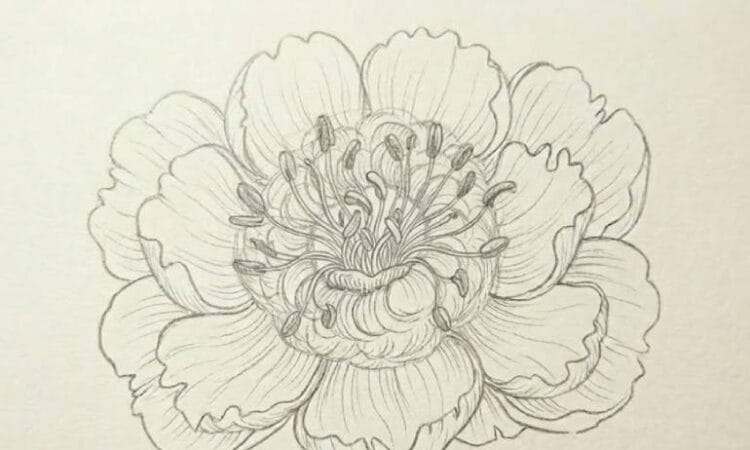 How to Draw a Peony Flower: Step-by-Step Pencil Drawing Guide
