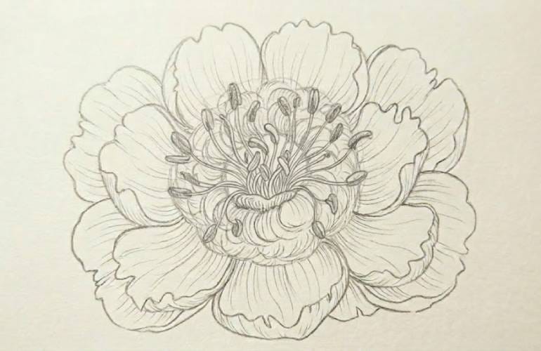 How to Draw a Peony Flower: Step-by-Step Pencil Drawing Guide