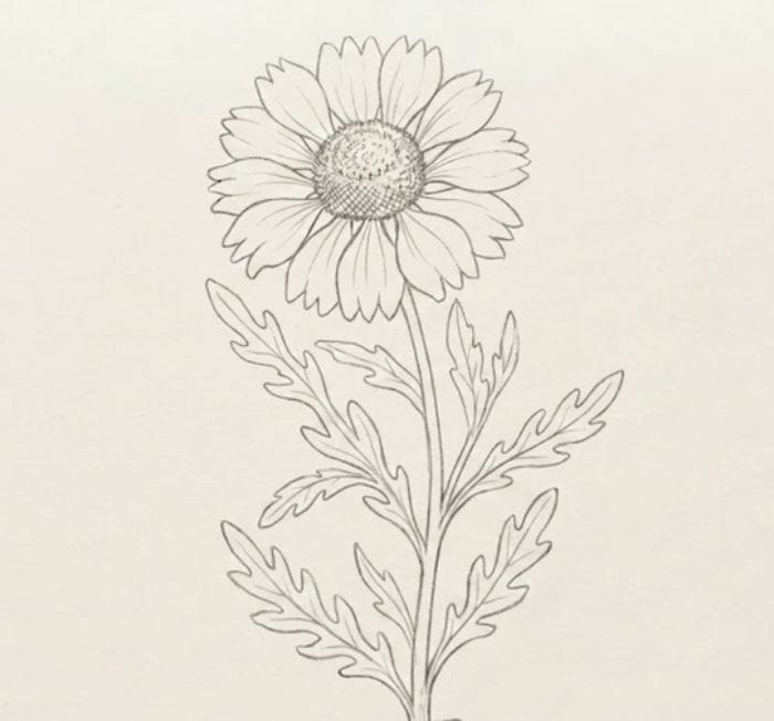 Easy Blanket Flower (Gaillardia) Drawing in Pencil Sketch Style
