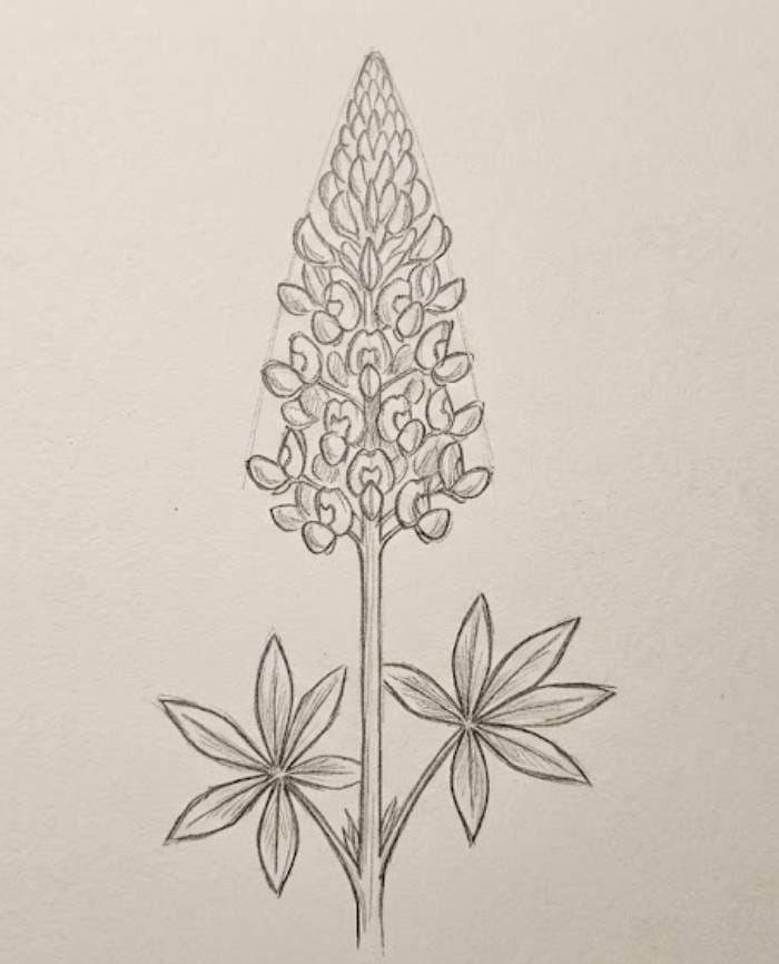 Simple bluebonnet flower drawing with a tall flower spike and star-shaped leaves in an easy pencil sketch style