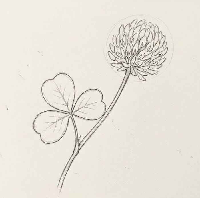 Easy Clover Blossom Sketch – a simple pencil drawing of soft clover blossoms with natural clustered bloom structure