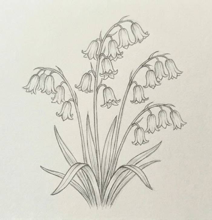 An easy bluebell flower pencil sketch that is perfect for beginners looking to practice simple wildflower drawing ideas