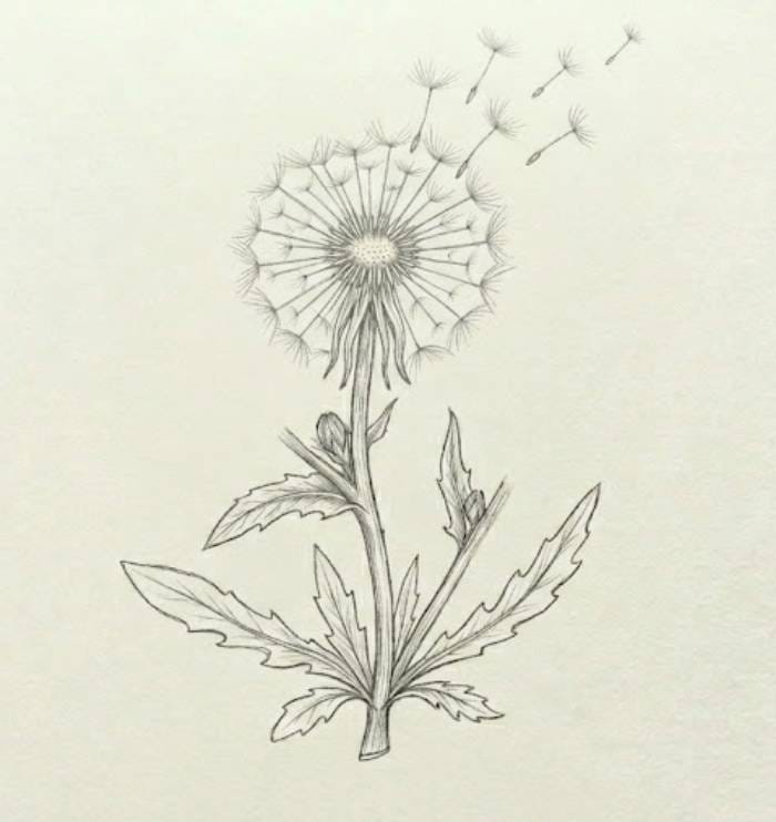 Simple dandelion bloom sketch in a light, easy wildflower style