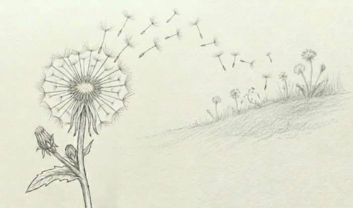 Easy dandelion seed head sketch showing a simple hand-drawn fluffy seed head with a minimal wildflower botanical style