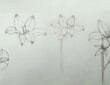 Easy lily flower pencil sketch drawing tutorial for beginners