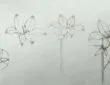 Easy lily flower pencil sketch drawing tutorial for beginners