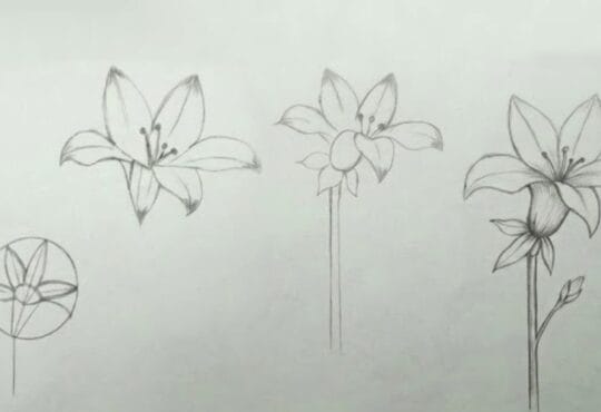 Easy lily flower pencil sketch drawing tutorial for beginners