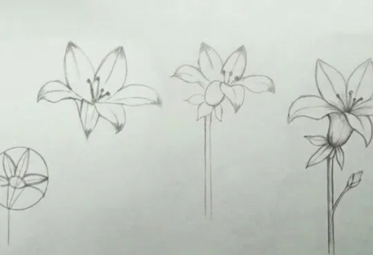 Easy lily flower pencil sketch drawing tutorial for beginners