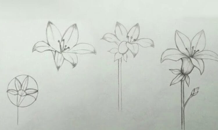 Easy lily flower pencil sketch drawing tutorial for beginners