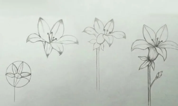 Easy lily flower pencil sketch drawing tutorial for beginners