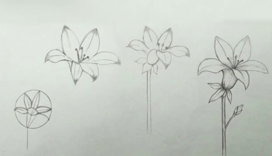 Easy lily flower pencil sketch drawing tutorial for beginners