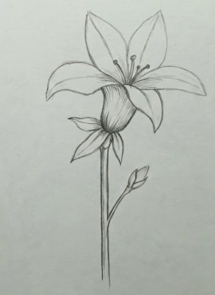 Easy lily flower pencil drawing sketch for beginners