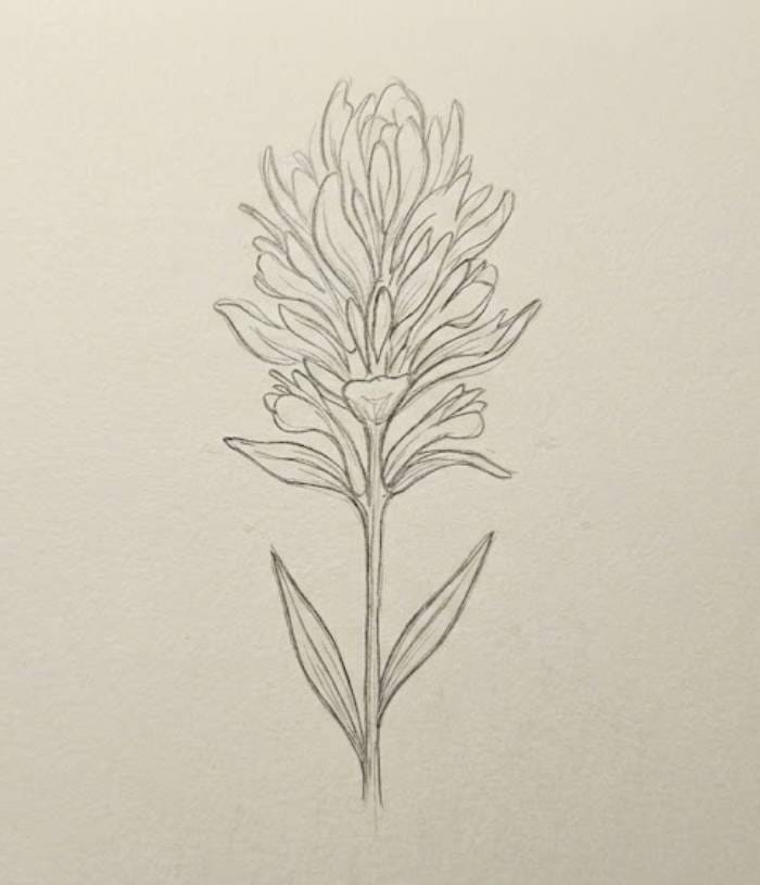 Easy Indian Paintbrush Wildflower Drawing in Pencil Sketch Style