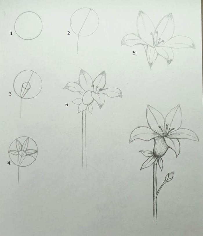 Step by step lily flower pencil drawing tutorial for beginners