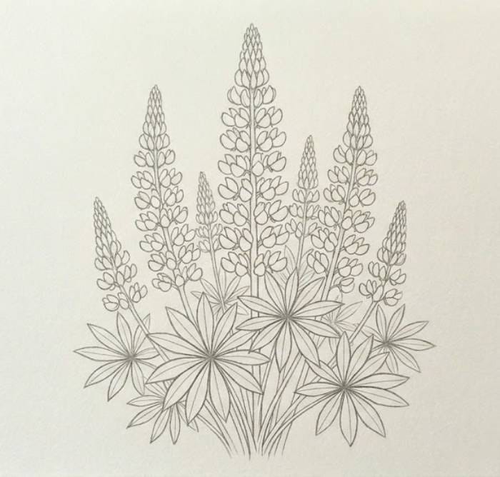 A lupine flower pencil sketch that is easy to draw and perfect for beginners looking for simple wildflower drawing ideas and botanical art inspiration.