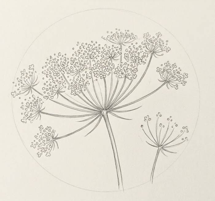 Queen Anne’s Lace Drawing – a delicate pencil sketch of intricate wildflower clusters with fine, lace-like natural details