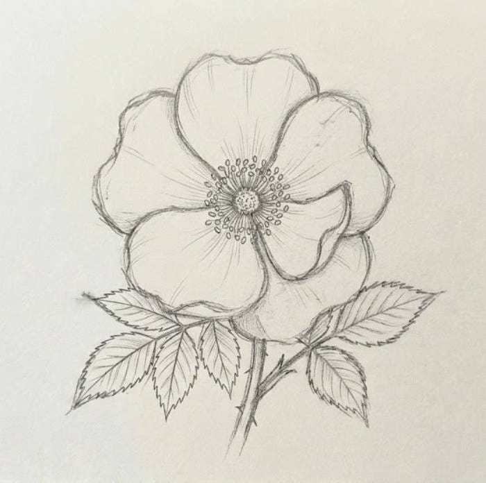 A simple wild rose pencil sketch that is easy to draw and ideal for beginners exploring wildflower drawing ideas and floral illustrations