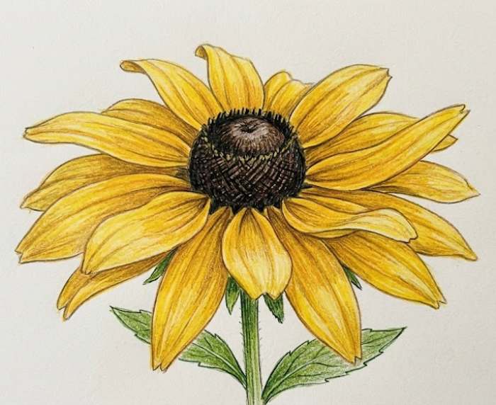 A simple Black-Eyed Susan pencil sketch, ideal for beginners practicing easy wildflower drawing ideas and floral art