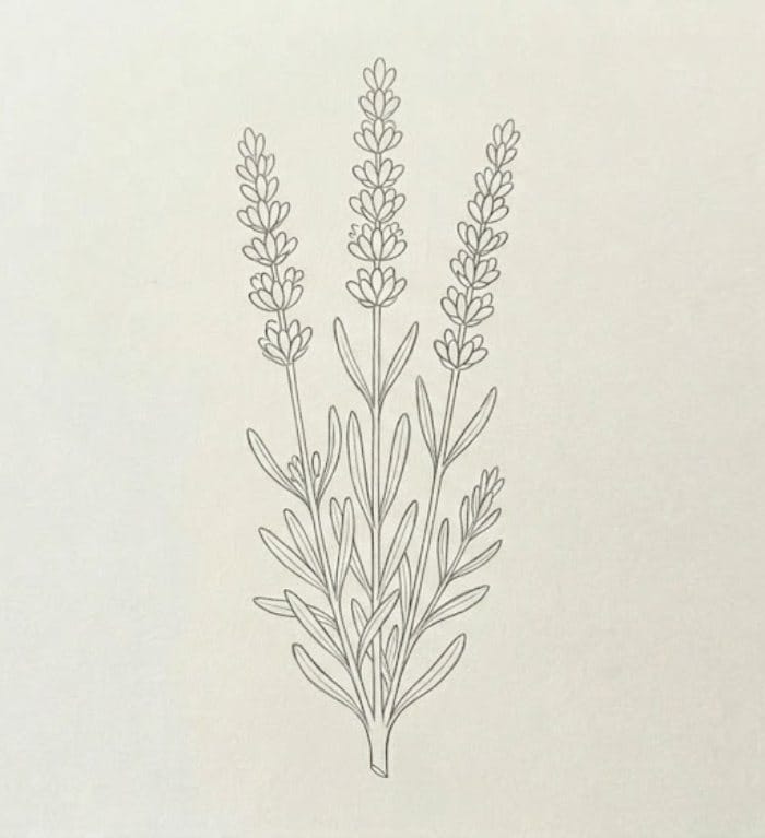An easy lavender stem pencil sketch, perfect for beginners who want to practice simple wildflower drawing ideas and botanical art