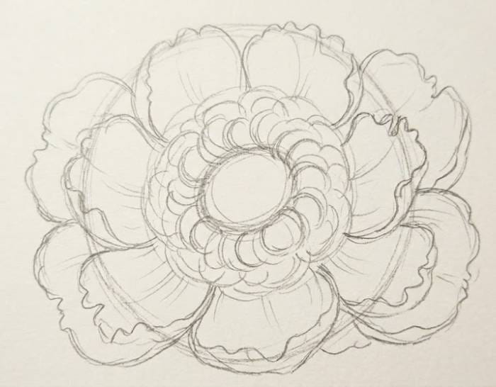 Detailed pencil sketch of a peony flower showing large outer petal layers surrounding the inner petals, illustrating step four of the peony flower drawing process.