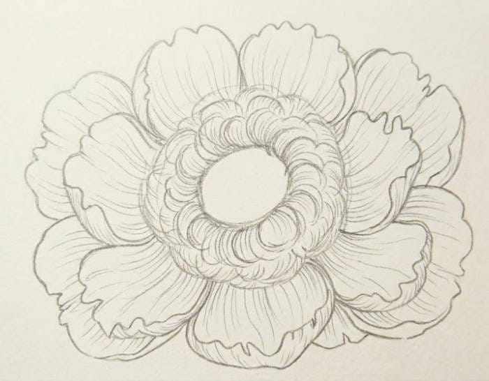 A detailed pencil sketch of a peony flower showing the addition of fine line textures on the petals and curved details in the center.