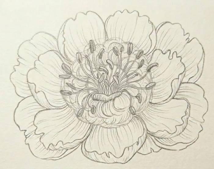 A completed pencil drawing of a peony flower featuring detailed stamens in the center and light shading to define the overlapping petals.