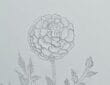 Simple Pencil Marigold Flower Drawing Anyone Can Try