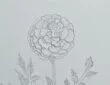 Simple Pencil Marigold Flower Drawing Anyone Can Try