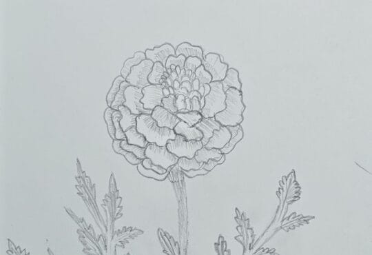 Simple Pencil Marigold Flower Drawing Anyone Can Try