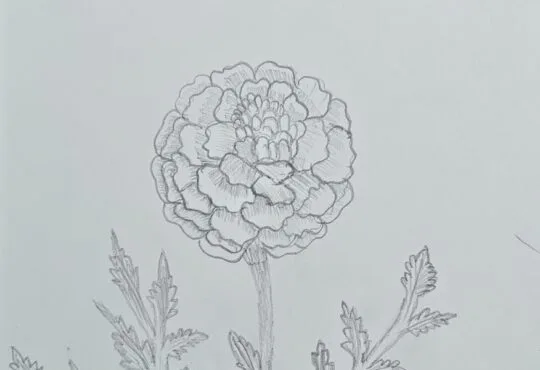 Simple Pencil Marigold Flower Drawing Anyone Can Try