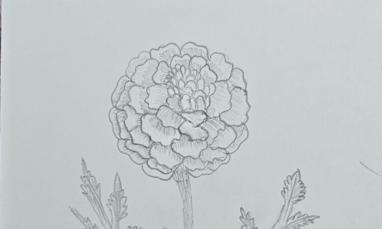 Simple Pencil Marigold Flower Drawing Anyone Can Try