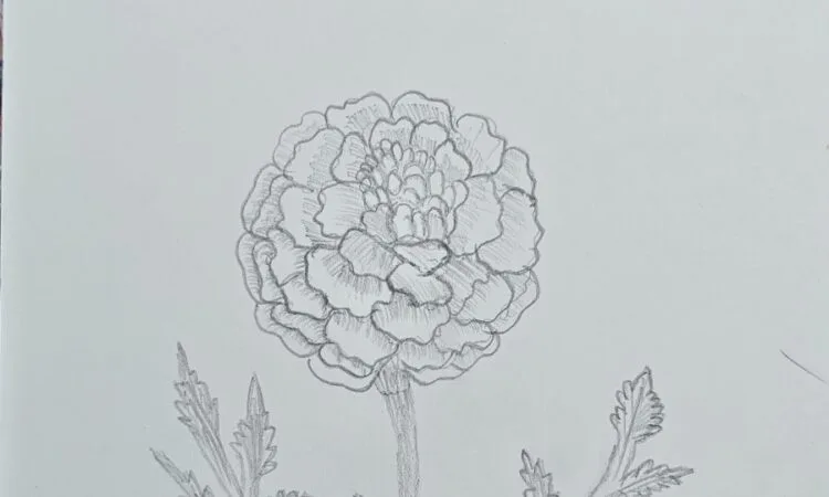 Simple Pencil Marigold Flower Drawing Anyone Can Try