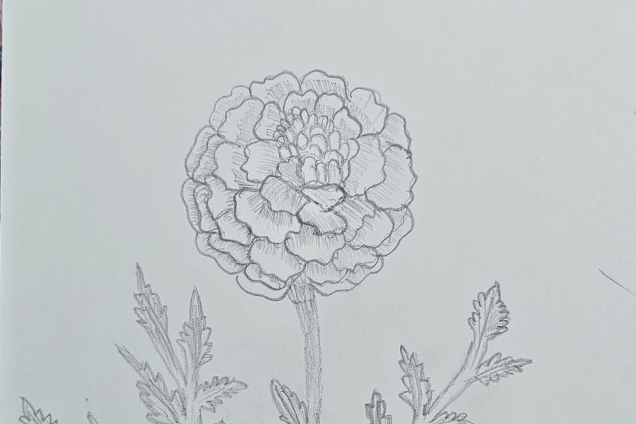 Simple Pencil Marigold Flower Drawing Anyone Can Try