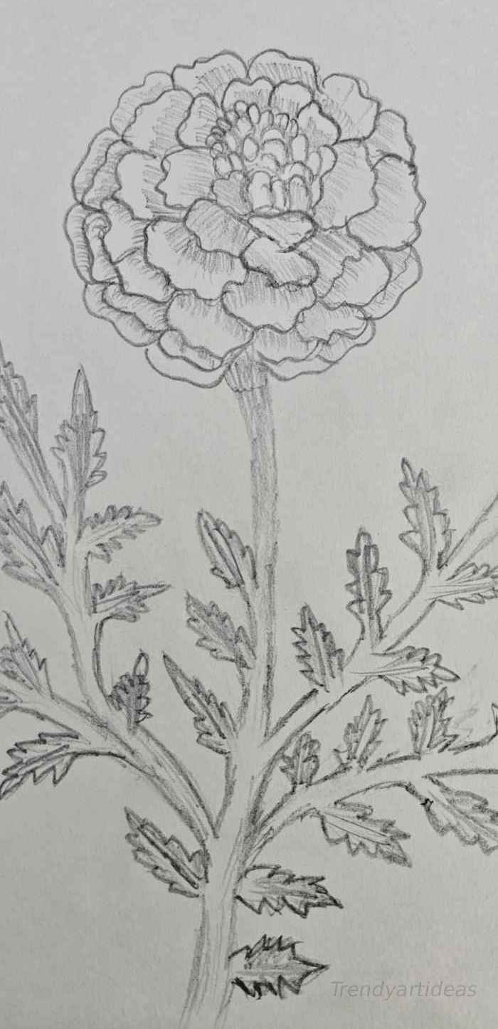 Beautiful marigold flower pencil drawing with realistic petals and leafy stem sketch