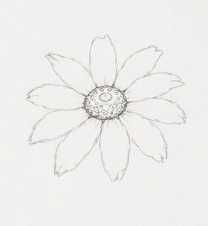 Easy Black Eyed Susan flower petals sketch tutorial