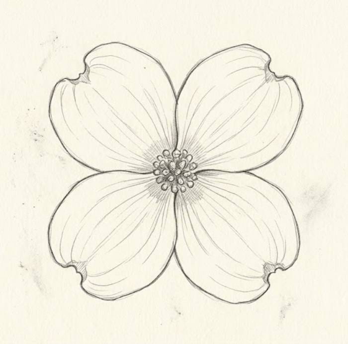 Dogwood flower line drawing showcasing a basic single blossom outline for art inspiration