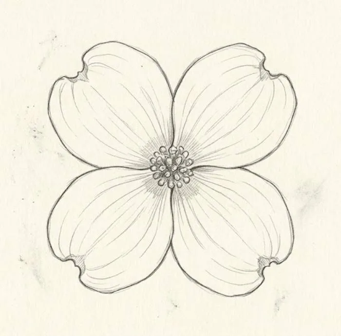 Dogwood flower line drawing showcasing a basic single blossom outline for art inspiration