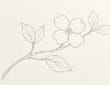 Dogwood flower line drawing ideas and minimalist botanical outline sketches