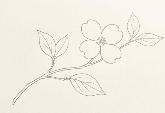 Dogwood flower line drawing ideas and minimalist botanical outline sketches