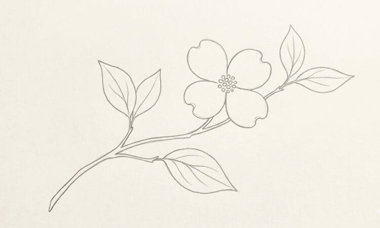 Dogwood flower line drawing ideas and minimalist botanical outline sketches