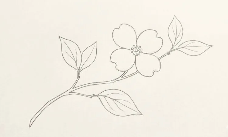 Dogwood flower line drawing ideas and minimalist botanical outline sketches