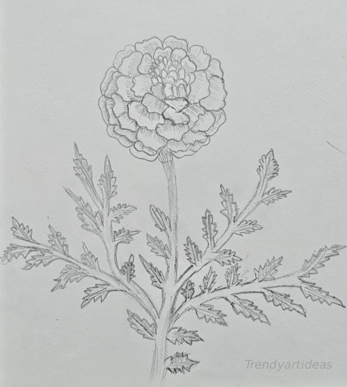 Easy marigold flower drawing pencil sketch with detailed petals and leaves for beginners