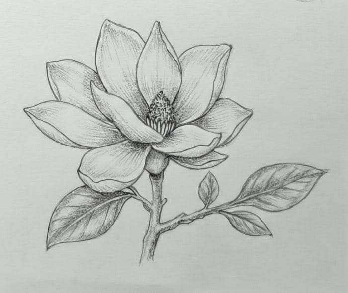 Finished realistic magnolia flower drawing with detailed shading, textured petals, and natural leaves created using advanced pencil drawing techniques.
