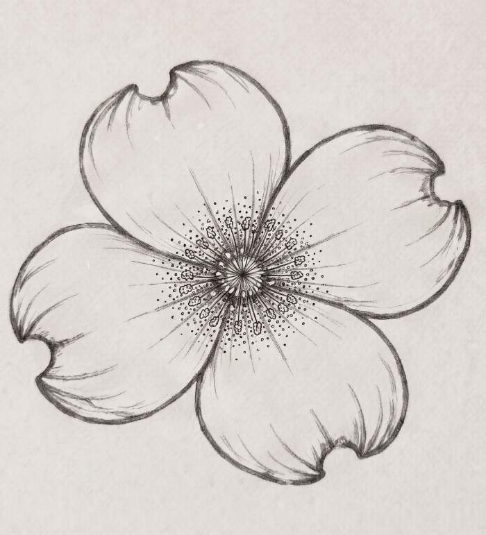 Simple dogwood flower line art illustration featuring intricate center detail