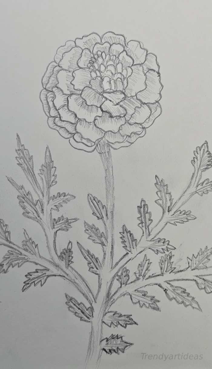Simple marigold flower drawing with pencil shading and detailed leaves on white paper