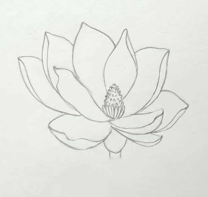 Magnolia flower drawing with refined outlines and cleaner petal edges, showing the third stage of a step-by-step sketch tutorial.