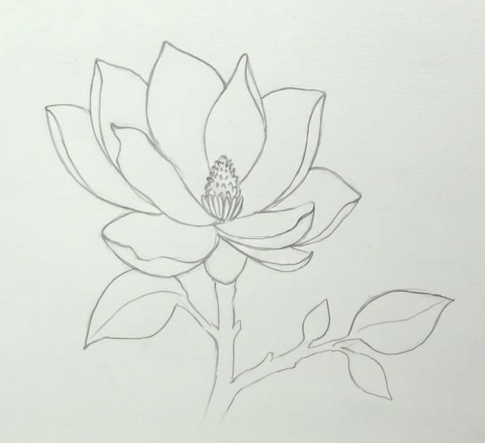 step-4-sketch-leaves-and-stem-magnolia-flower-drawing
