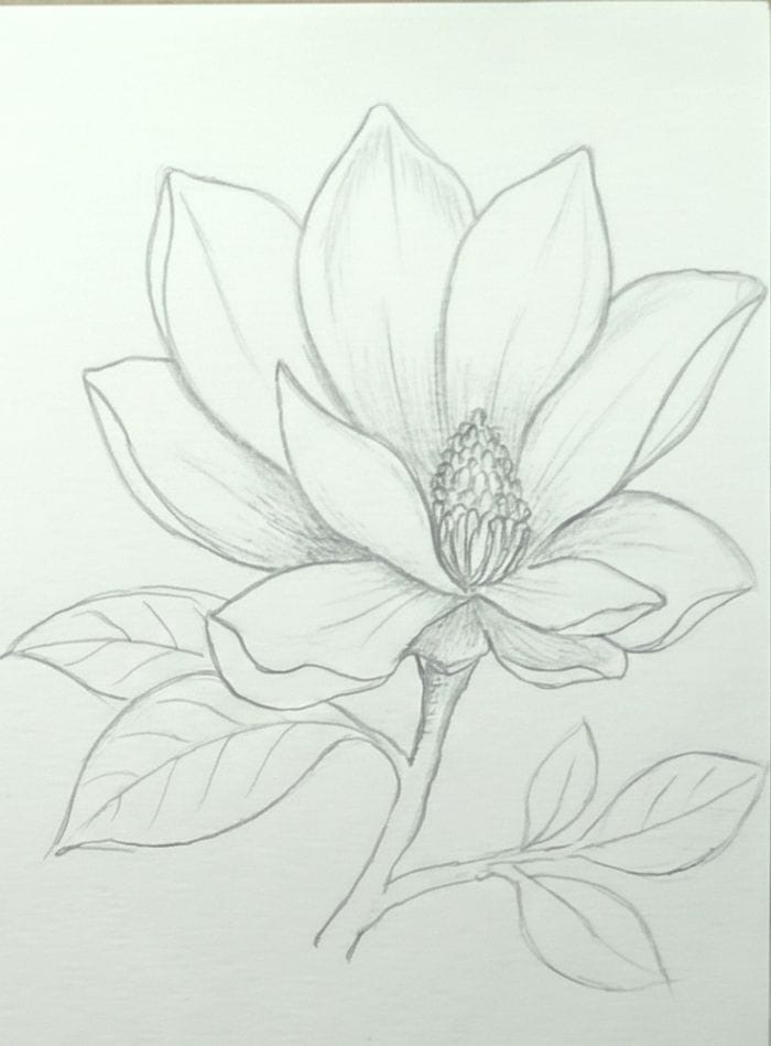 Magnolia flower drawing with soft pencil shading on petals, leaves, and stem, showing the final step of a realistic flower sketch tutorial.